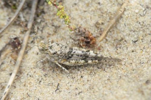 Sphingonotus sp.